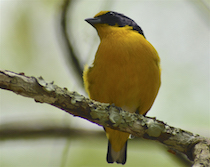 Birdwatching at Howler Monkey Resort. Yellow -Throated Euphonia